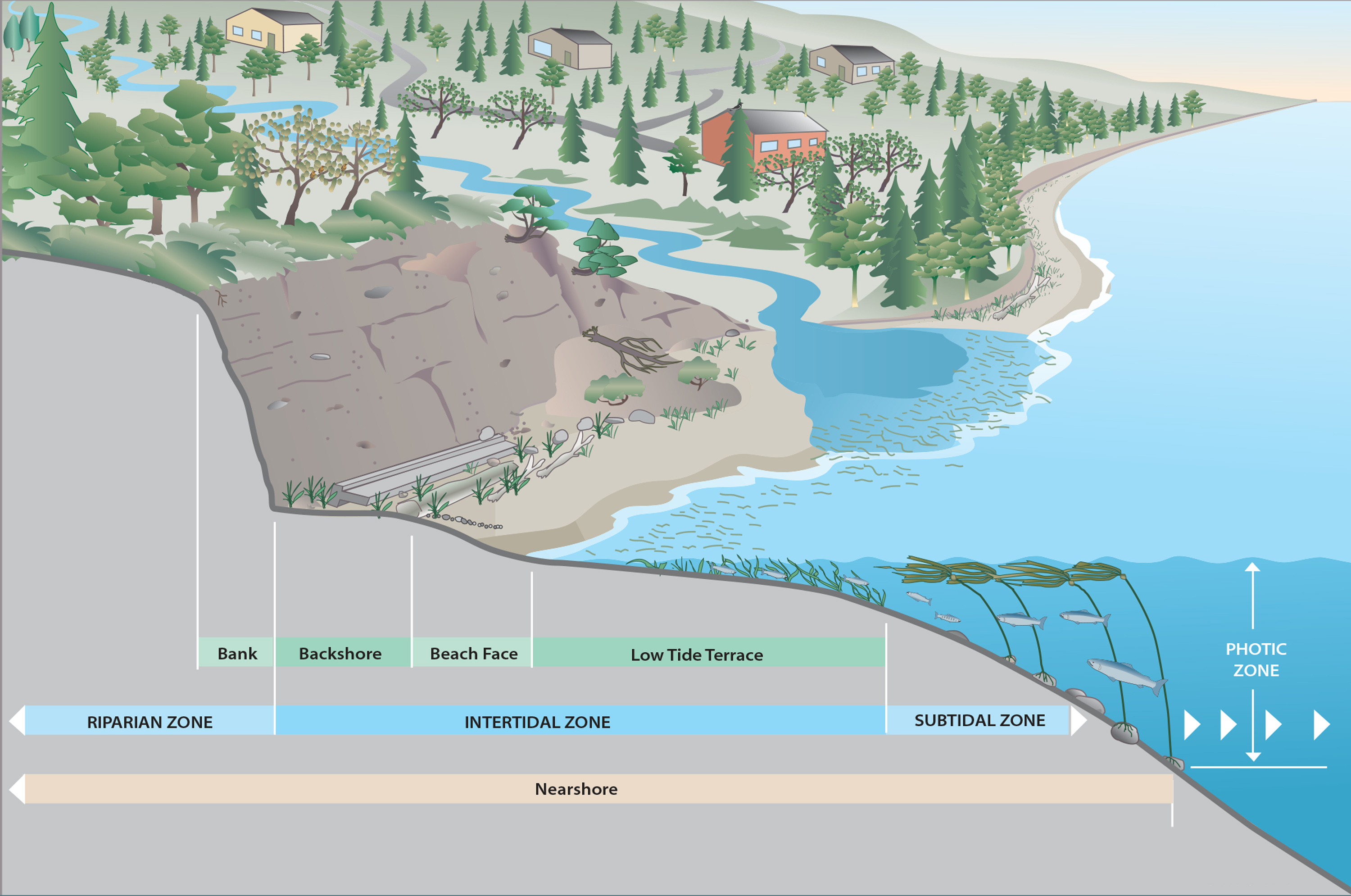 Graphic that shows the nearshore area of a shoreline, where the nearshore area extends from feeder bluffs on the land to the subtidal zone in the water