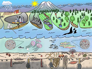 Visual model of benthic invertebrate communities in relation to human and natural stressors. Illustration drawn by Maggie Dutch, digitally colored by Grace McKenney.
