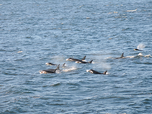 Photo of orcas swimming in Puget Sound. Photo credit: NOAA Fisheries Northwest