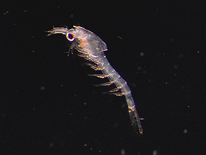 Photo of a euphasiid by Lyndsey Swanson, environmental scientist with King County Environmental Lab.