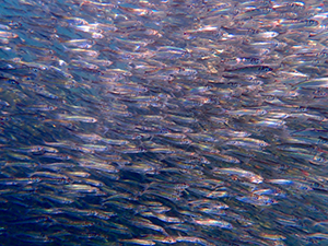 Photo of Pacific herring from U.S. Fish and Wildlife Service.
