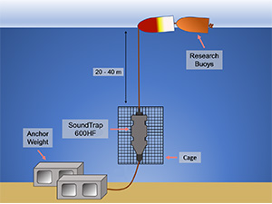 Photo of hydrophone diagram from the Develop Foundation to Monitor Marine Noise Vital Sign Indicator report.