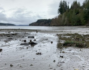 Photo of a shell-filled muddy shore.