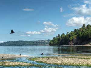 Photo of Puget Sound shoreline with birds sitting in the water and another bird flying over the shoreline