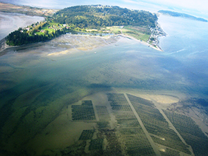 Aerial photo of shellfish beds in Samish Bay. Photo from Sakgit County Public Works